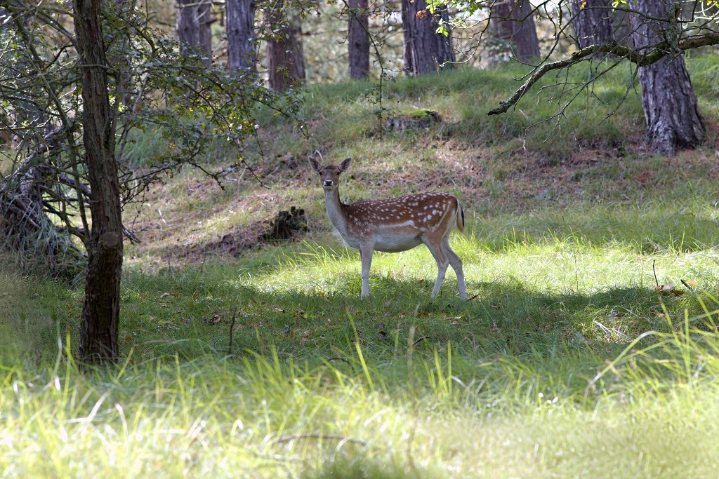 AWD Amsterdamse Waterleidingduinen natuurgebied polder bos vos hert herten damhert duinen zandvoort waterwingebied